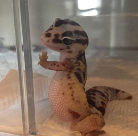 出门注意安全!守宫上演十八相送