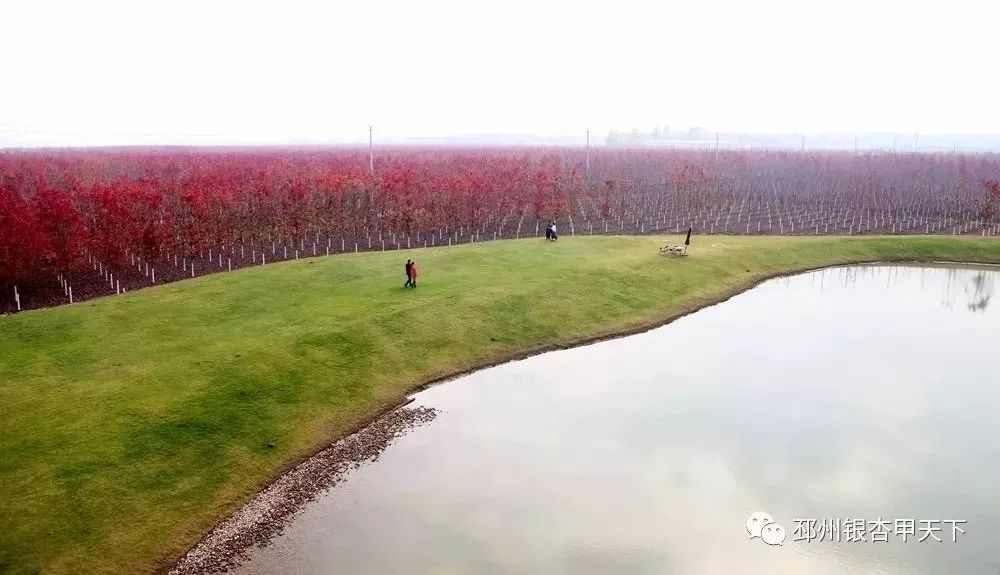 中国乡村振兴高峰论坛,乡村振兴与乡村治理高峰论坛