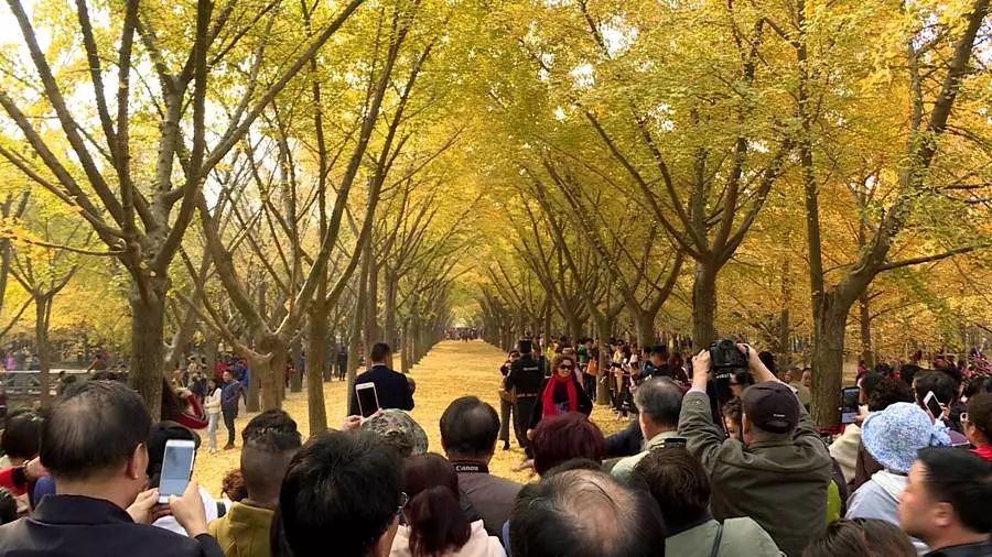 中国乡村振兴高峰论坛,乡村振兴与乡村治理高峰论坛