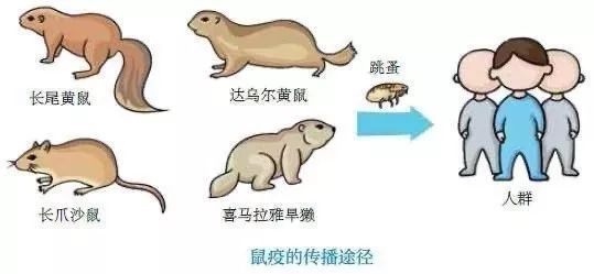 关于鼠疫权威解答你关心的12个疑问