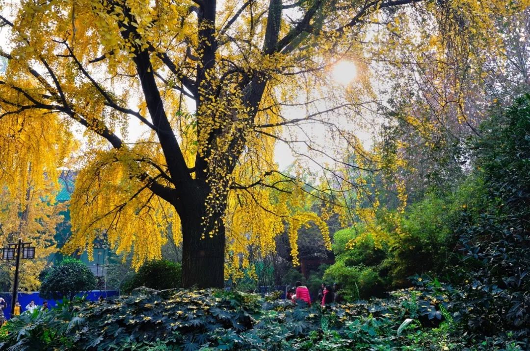 精心整理的成都超全旅游攻略,成都旅游攻略必看30条