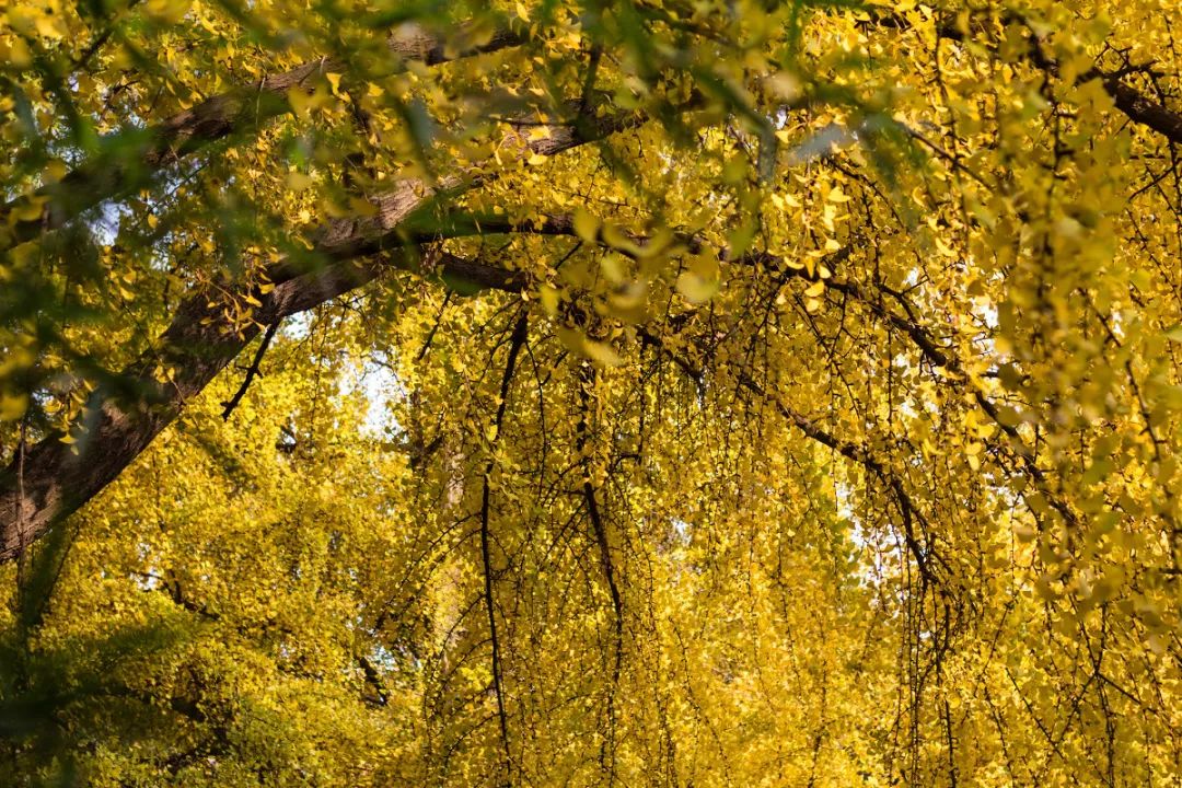 精心整理的成都超全旅游攻略,成都旅游攻略必看30条