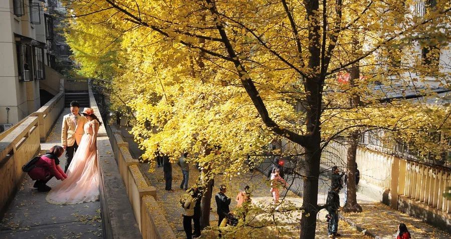 精心整理的成都超全旅游攻略,成都旅游攻略必看30条