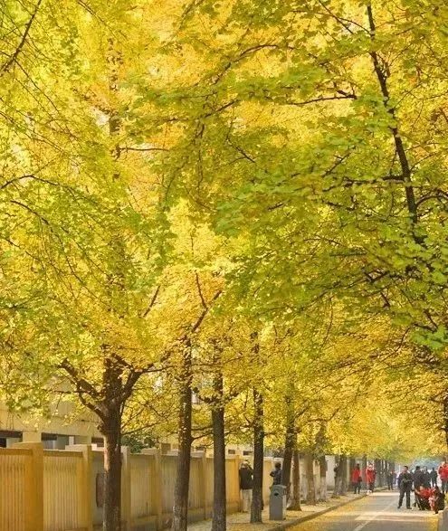 精心整理的成都超全旅游攻略,成都旅游攻略必看30条