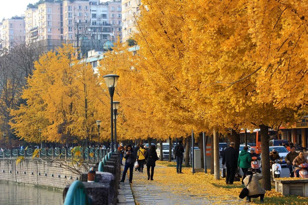 精心整理的成都超全旅游攻略,成都旅游攻略必看30条