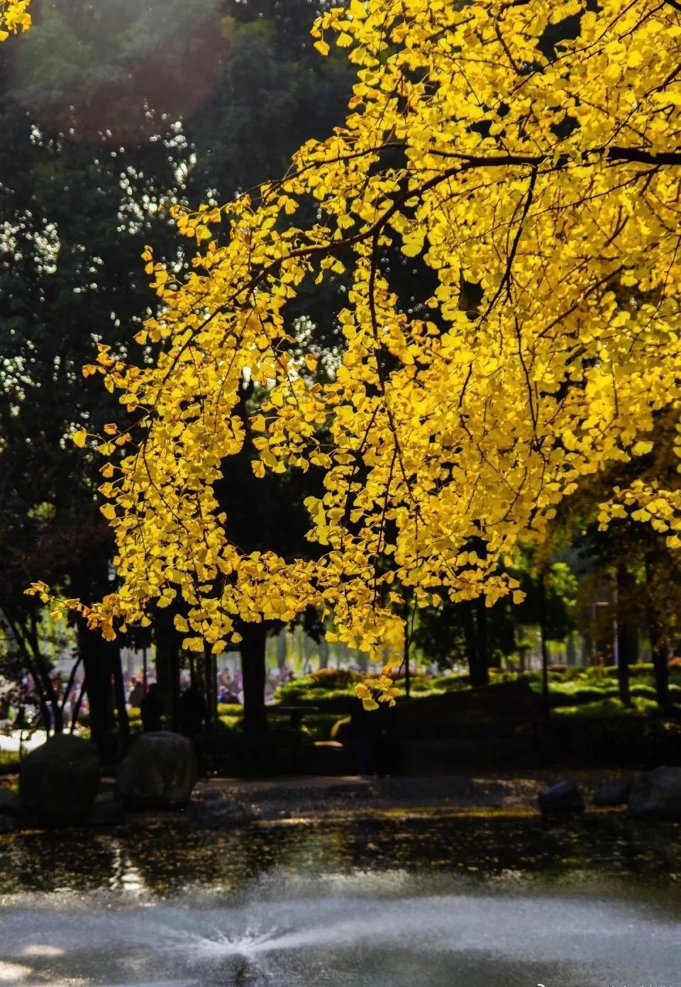 精心整理的成都超全旅游攻略,成都旅游攻略必看30条