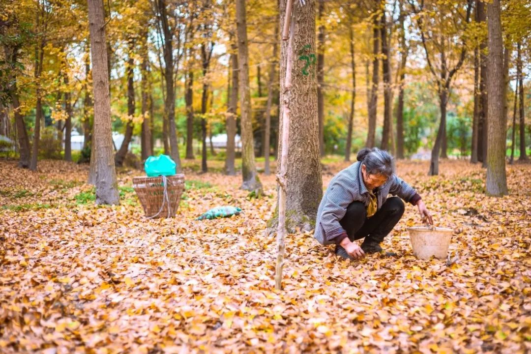 精心整理的成都超全旅游攻略,成都旅游攻略必看30条