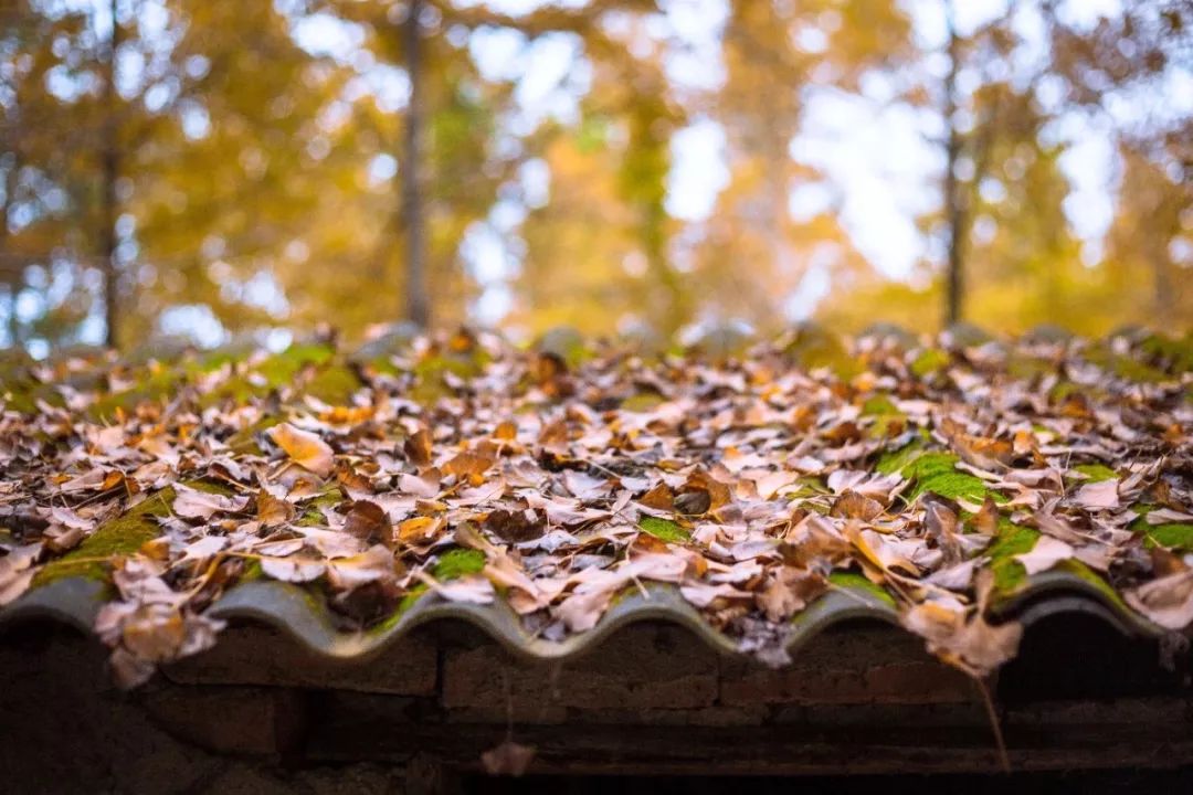 精心整理的成都超全旅游攻略,成都旅游攻略必看30条