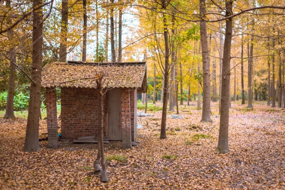 精心整理的成都超全旅游攻略,成都旅游攻略必看30条