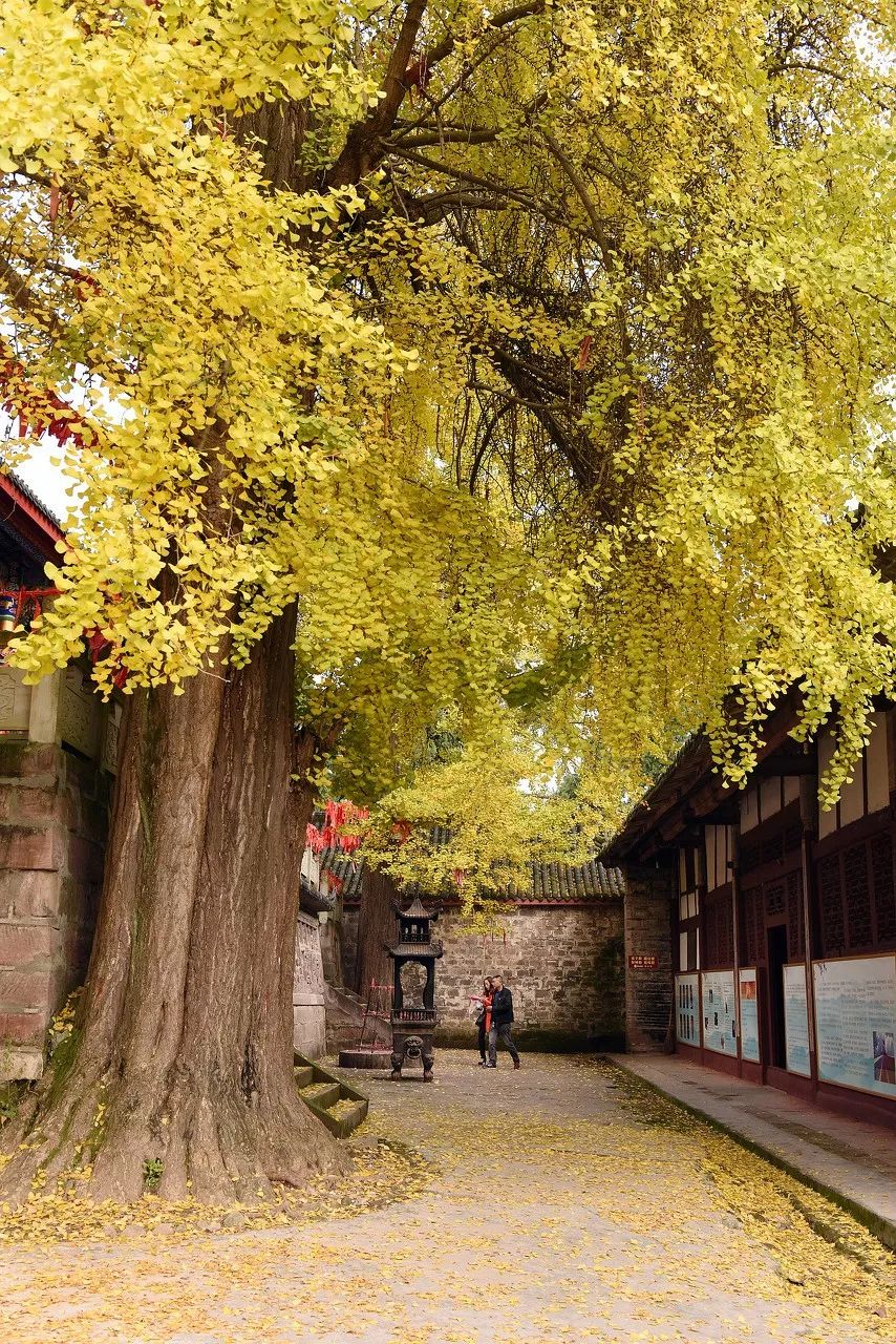 精心整理的成都超全旅游攻略,成都旅游攻略必看30条