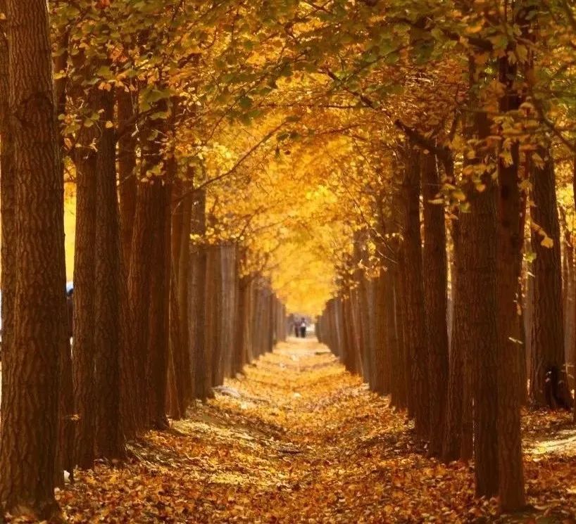 精心整理的成都超全旅游攻略,成都旅游攻略必看30条