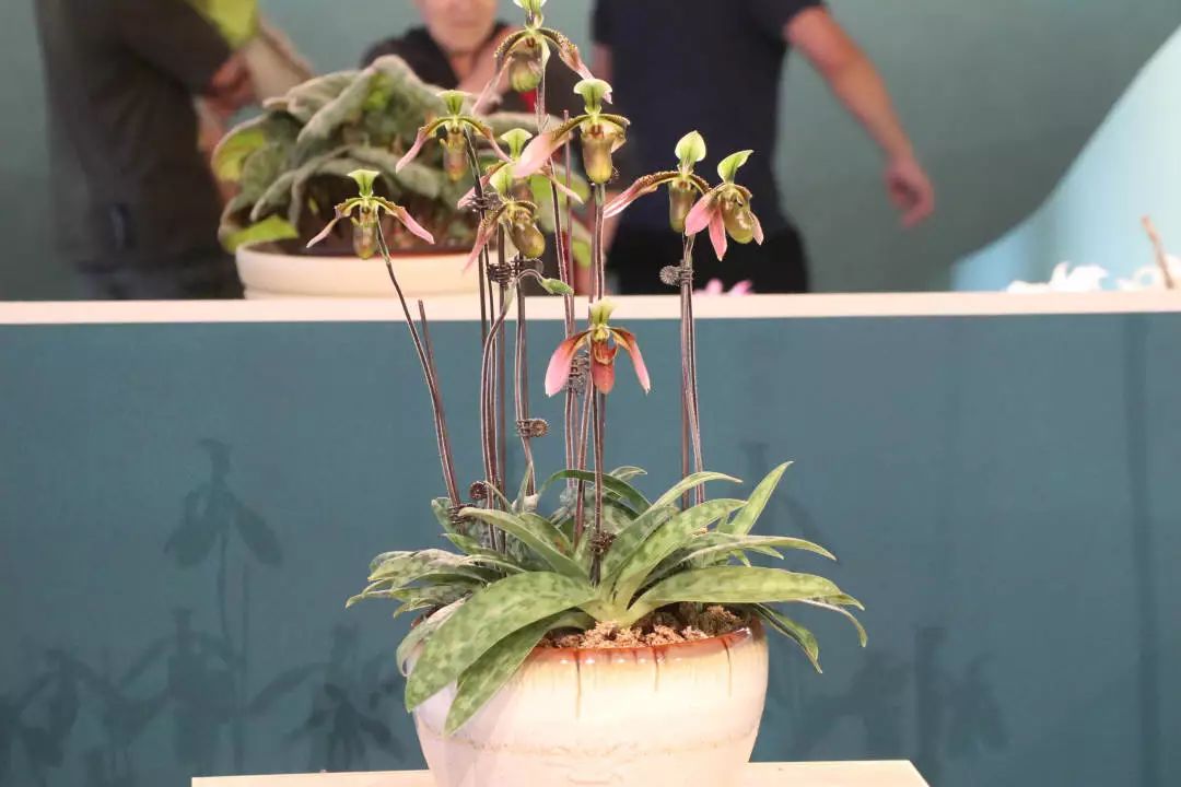 世园藏珍奇|再看中国馆里的兰中“美娇娘”——带叶兜兰