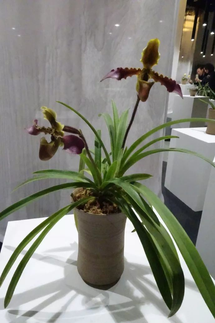 世园藏珍奇|再看中国馆里的兰中“美娇娘”——带叶兜兰