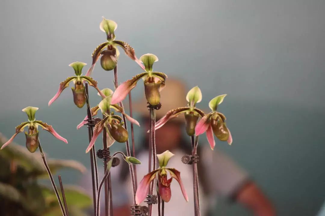 世园藏珍奇|再看中国馆里的兰中“美娇娘”——带叶兜兰