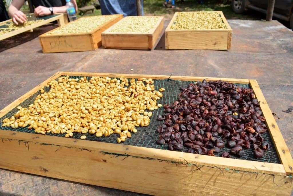 哥斯达黎加咖啡口感怎么样,哥斯达黎加阿拉比卡咖啡