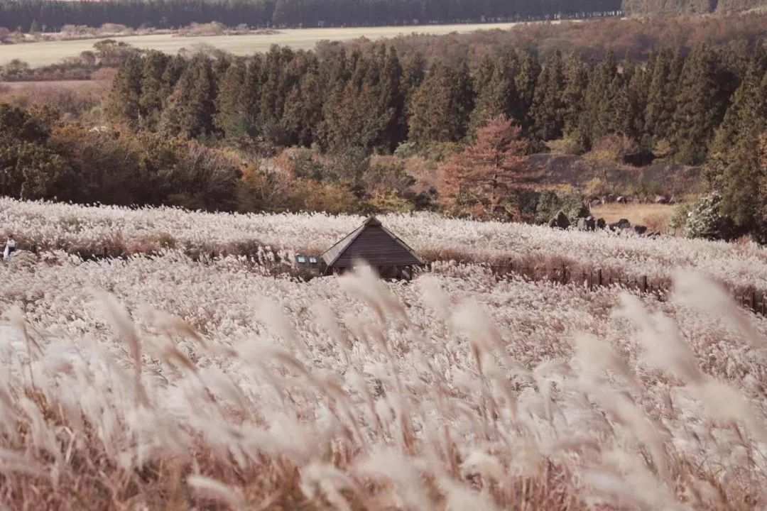 这座免签小岛,几乎出现在了每一部浪漫韩剧里