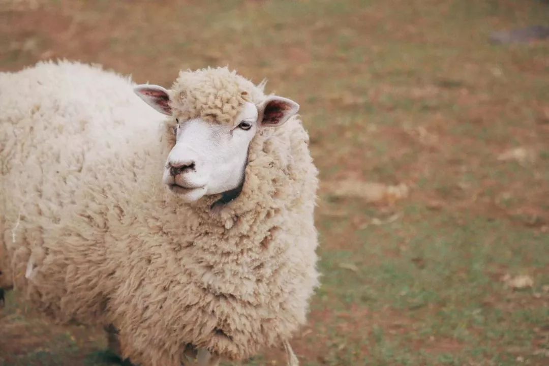 这座免签小岛,几乎出现在了每一部浪漫韩剧里