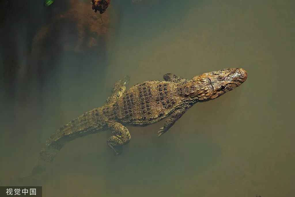 巴西巴西抖音,巴西乒乓球卡尔德拉诺