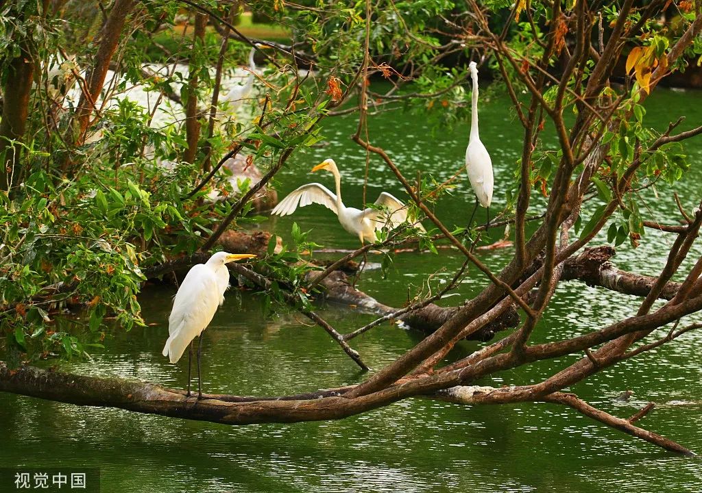 巴西巴西抖音,巴西乒乓球卡尔德拉诺