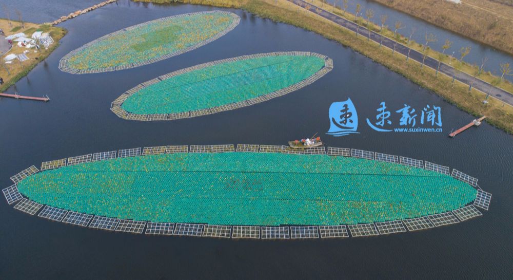 青浦水生植物养护措施,野塘净化水质水生植物