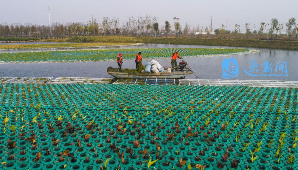 青浦水生植物养护措施,野塘净化水质水生植物