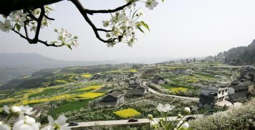 雪梨的营养价值及功效与作用禁忌,正宗苍溪雪梨是什么样子