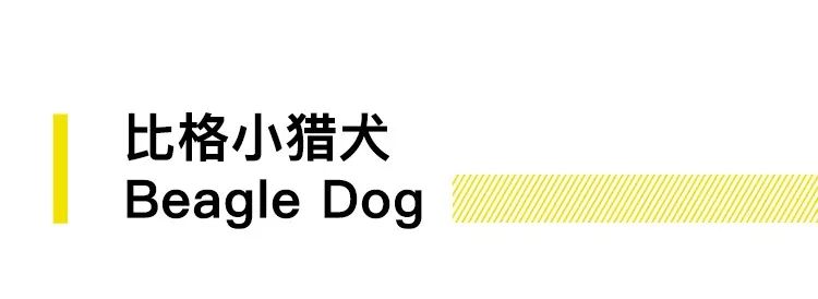 养狗的20个技巧,养狗最推荐养什么