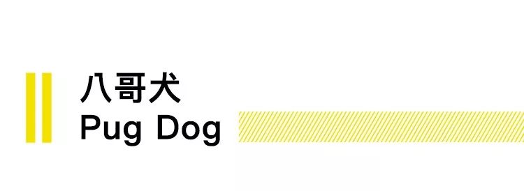 养狗的20个技巧,养狗最推荐养什么