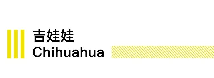 养狗的20个技巧,养狗最推荐养什么