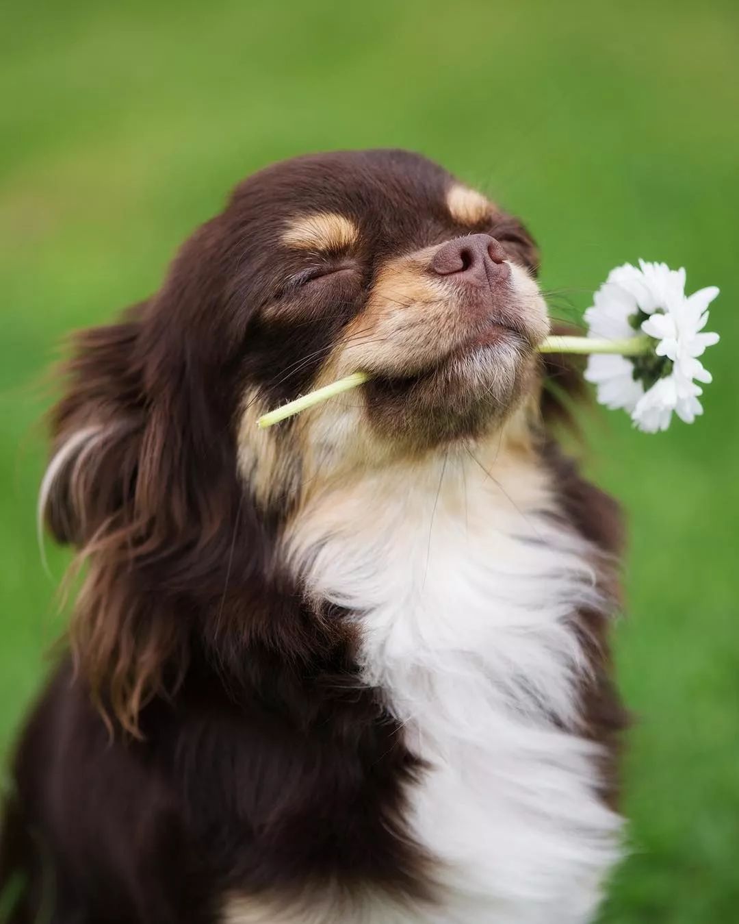 养狗的20个技巧,养狗最推荐养什么