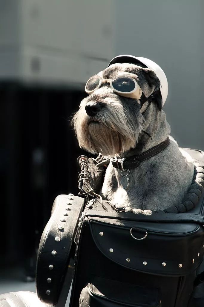 养狗的20个技巧,养狗最推荐养什么