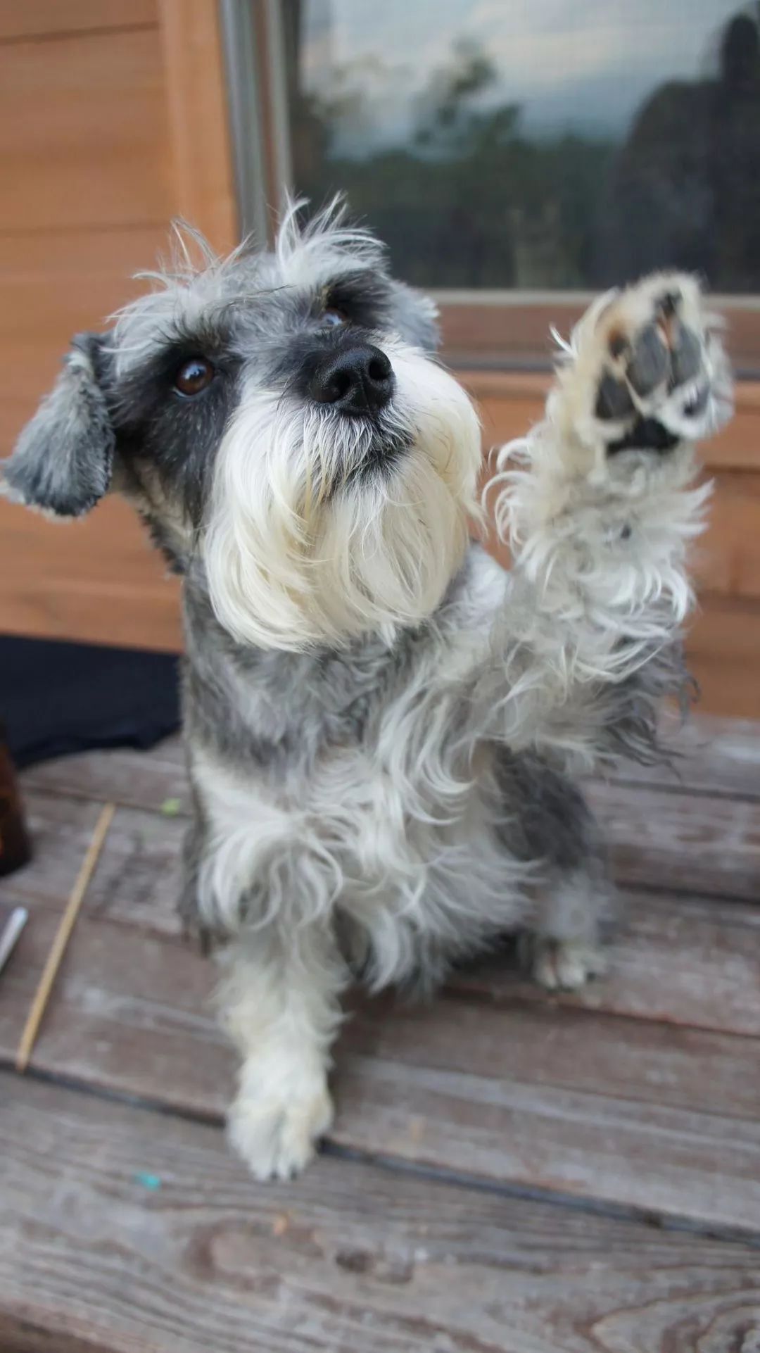 养狗的20个技巧,养狗最推荐养什么