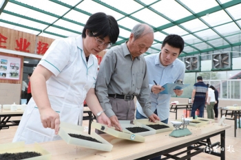 福建省周宁县高山云雾茶,周宁县高山云雾茶