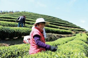 福建省周宁县高山云雾茶,周宁县高山云雾茶