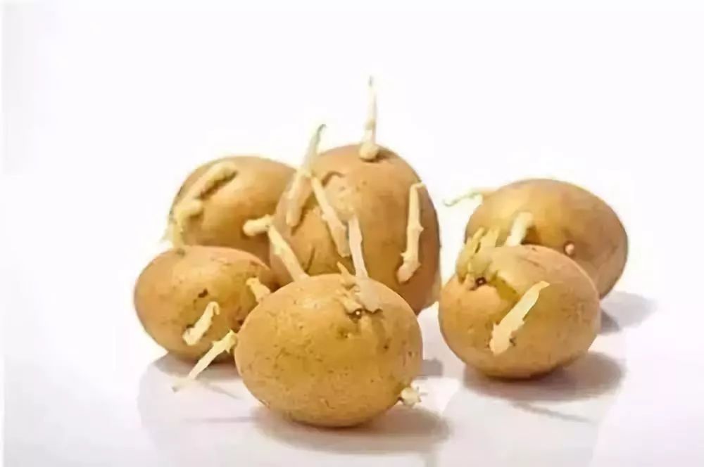 那些发芽的食物还能吃吗,发芽的食物不能吃一文告诉你真相