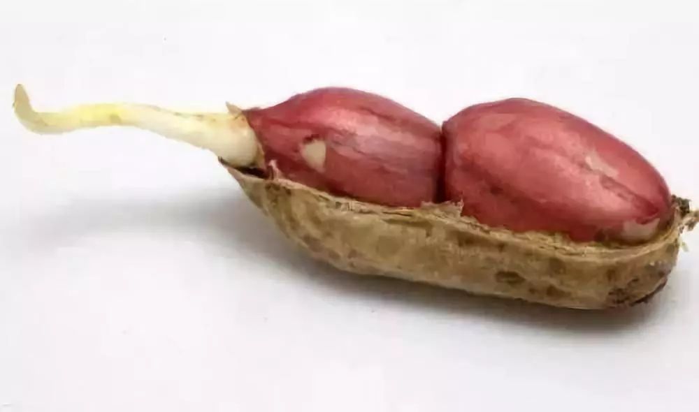 那些发芽的食物还能吃吗,发芽的食物不能吃一文告诉你真相