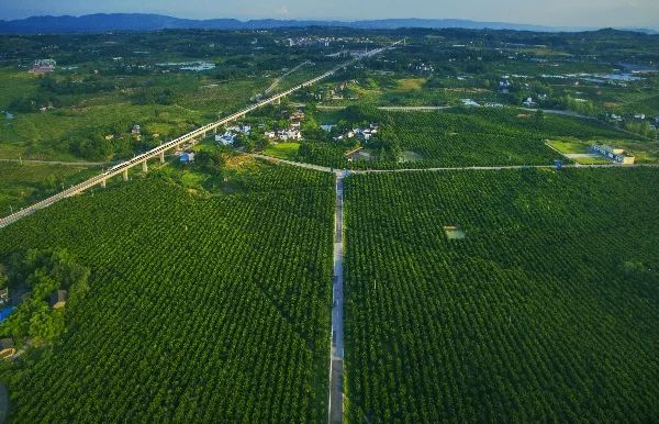 重庆市乡村旅游重点村落,重庆十大美丽乡村名单表