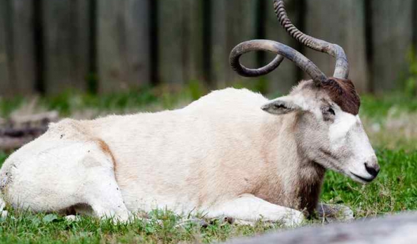 这些奇特生物你们见过吗,这些神奇的生物你都见过么