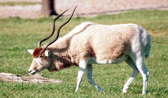 这些奇特生物你们见过吗,这些神奇的生物你都见过么