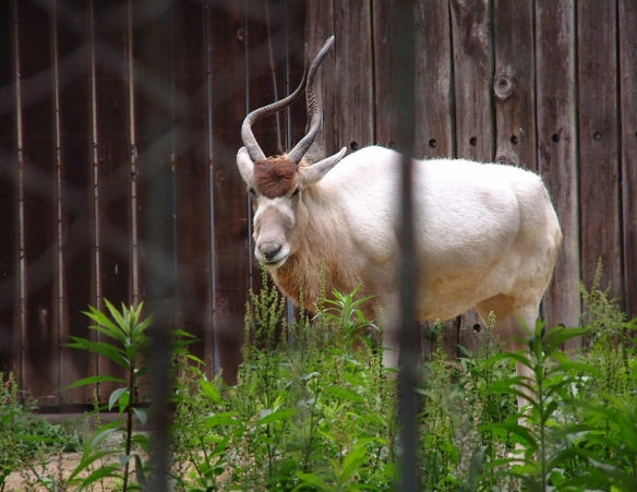 这些奇特生物你们见过吗,这些神奇的生物你都见过么