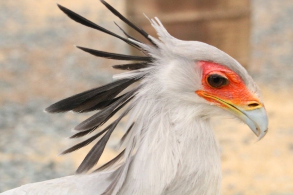 这些奇特生物你们见过吗,这些神奇的生物你都见过么
