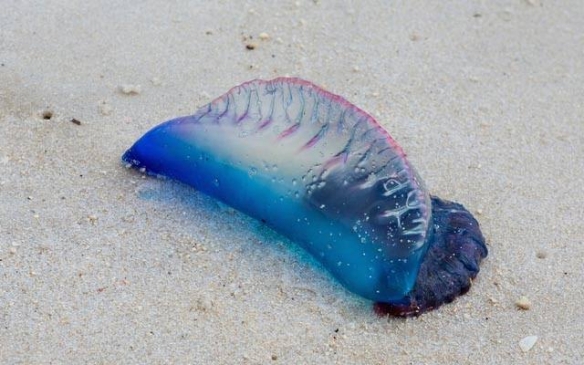 这些奇特生物你们见过吗,这些神奇的生物你都见过么