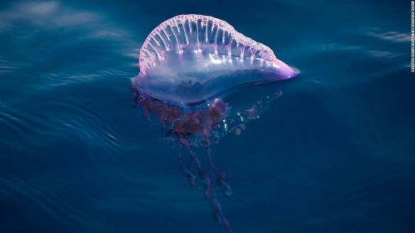 这些奇特生物你们见过吗,这些神奇的生物你都见过么