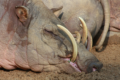 这些奇特生物你们见过吗,这些神奇的生物你都见过么