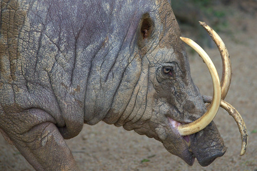 这些奇特生物你们见过吗,这些神奇的生物你都见过么