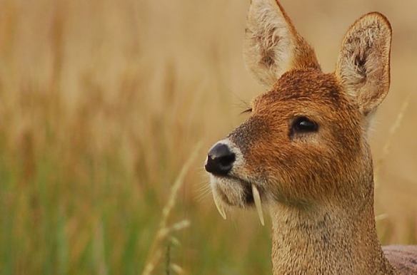 这些奇特生物你们见过吗,这些神奇的生物你都见过么