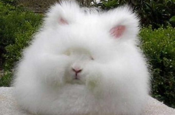 这些奇特生物你们见过吗,这些神奇的生物你都见过么