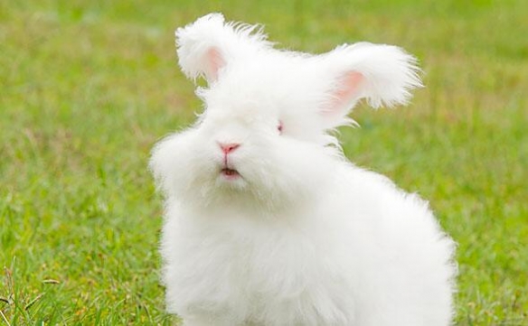 这些奇特生物你们见过吗,这些神奇的生物你都见过么