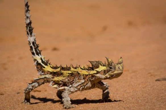 这些奇特生物你们见过吗,这些神奇的生物你都见过么