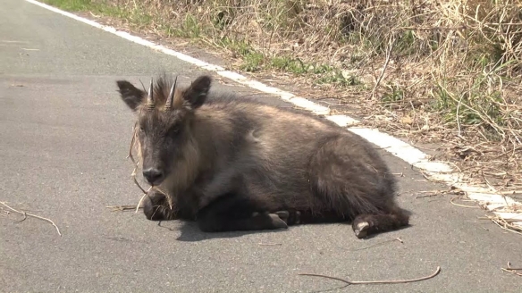 这些奇特生物你们见过吗,这些神奇的生物你都见过么